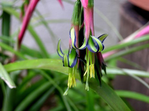 Bilbergia-nutans.JPG