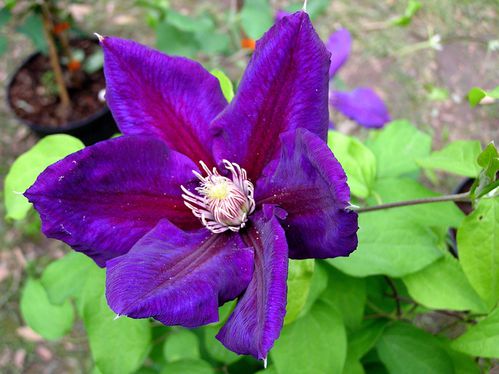 Clematite--3-.JPG