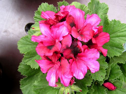Pelargonium.JPG