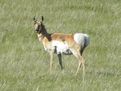 antilope.JPG