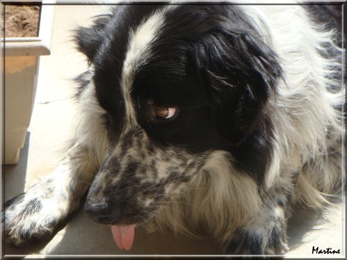 ANIMAUX01845.jpg