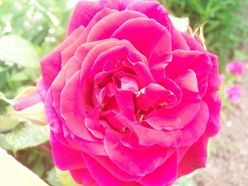 roses-du-jardin-1-004.jpg