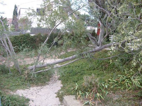 arbre-casse.JPG