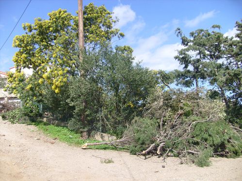 branches-3.JPG