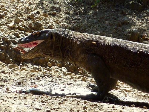 07 Lombok Flores - Komodo 075