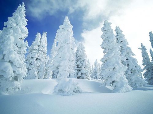 sapins-neiges-hiver-chamonix-mont-blanc-france-5373956562-9