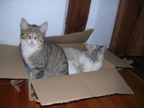 Les-chats-et-les-cartons-007.JPG