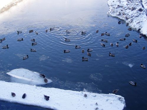 Canards échoués sur la banquise