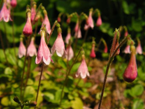 Linnaea borealis, Linnée boréale, Québec ret