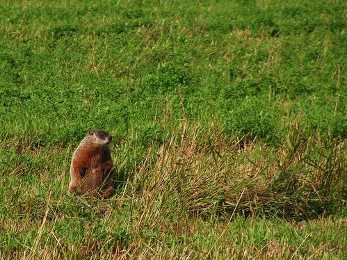 Marmota-monax--Marmotte-commune--arbara-marmoto.jpg