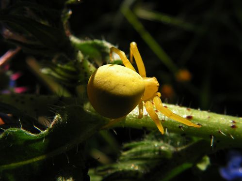 Misumena-vatia--tomizo-.jpg