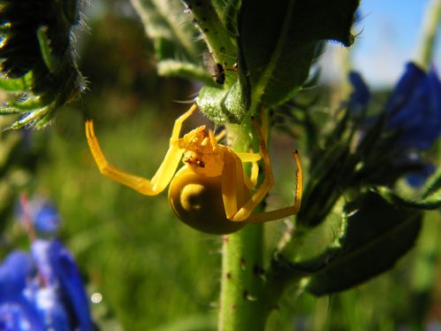 Misumena-vatia--tomizo-2.jpg
