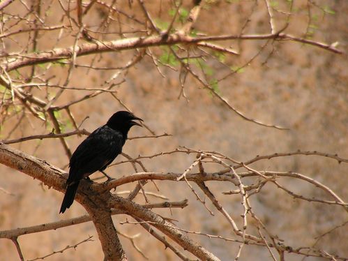 Onychognathus tristramii, Rufipenne de Tristam, Ein Gedi (1