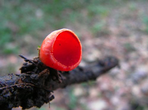 Sarcoscypha coccinea, Pézize écarlate (1)ret