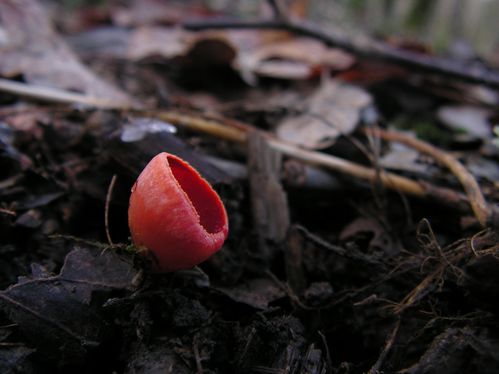 Sarcoscypha coccinea, Pézize écarlate (6)