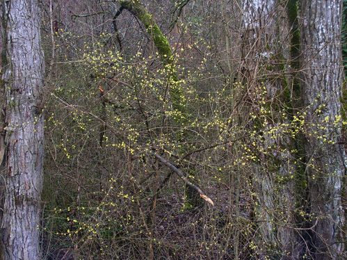 Cornus mas (0) ret
