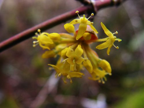 Cornus mas (1) ret