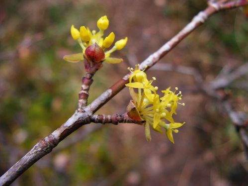 Cornus mas (3) ret