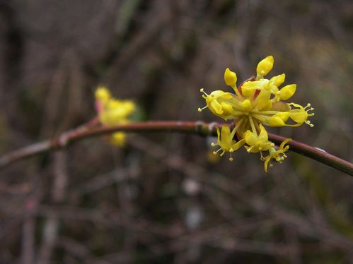 Cornus mas (4) ret
