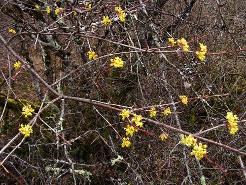 Cornus mas ret rec