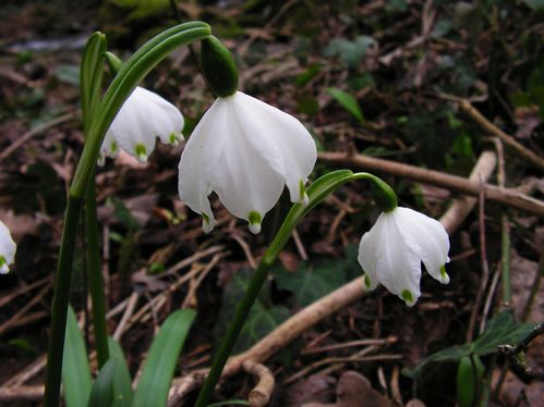 Leucojum vernum (2) ret
