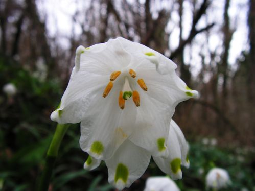 Leucojum-vernum--3--ret.jpg