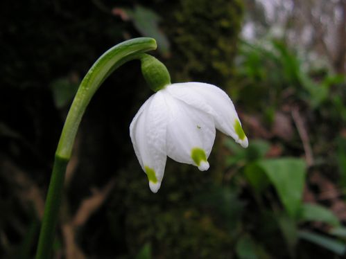 Leucojum vernum (4) ret