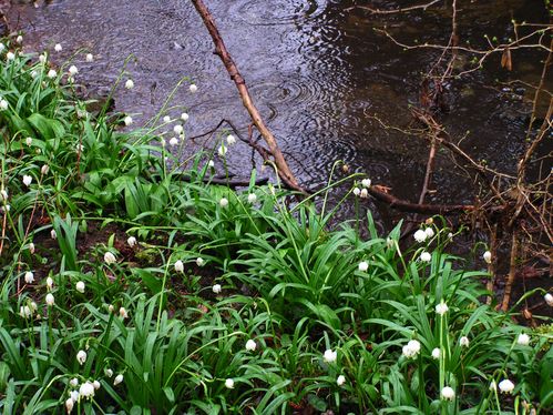 Leucojum vernum (6) ret