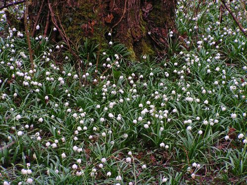 Leucojum vernum (7) ret