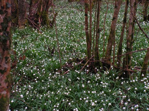 Leucojum vernum (8) ret