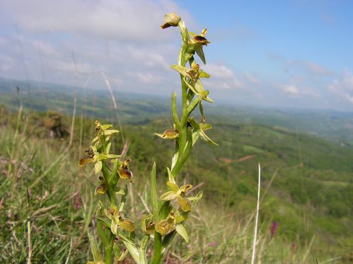 Ophrys aranifera ou sphegodes, Ophrys areignée (2)