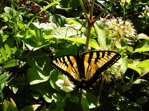 Papilio canadensis, Papiliono kanada