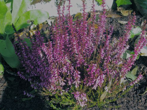 IMGP0527