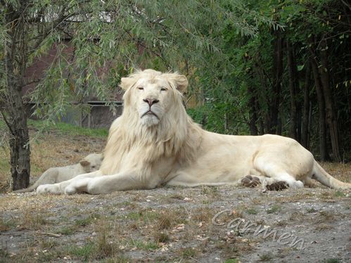 SAM_2024-border-lion.jpg
