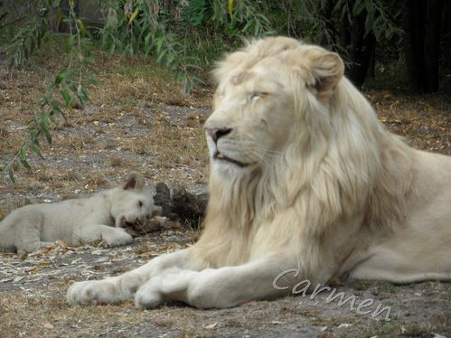 SAM_2027-border-lion-et-lionceau.jpg