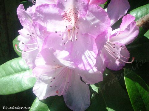 Rhododendron-BorderMaker