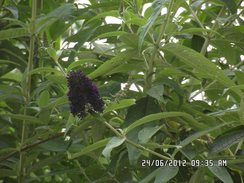 arbre-papillons--rond-point-et-herbe-008.JPG