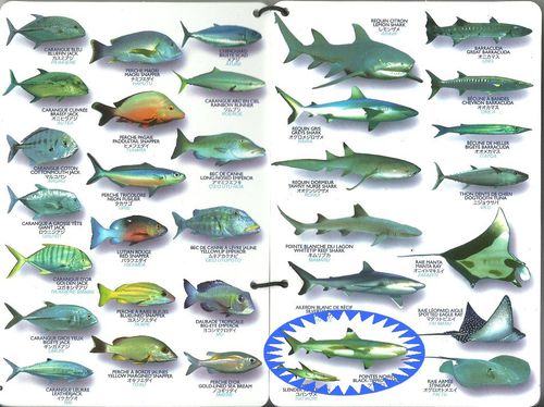 poisson-de-polynesie
