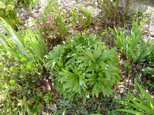 17 04 10H.purpurescens