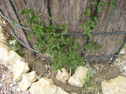 clematite-montana-copie-1.JPG