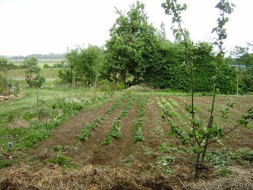 le potager