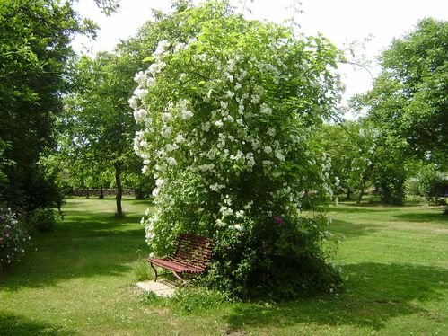 banc-du-catalpa.JPG