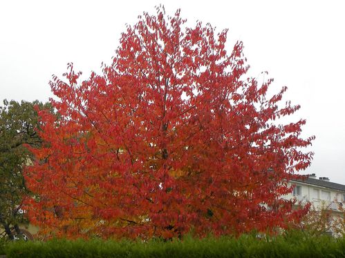 Arbre automne