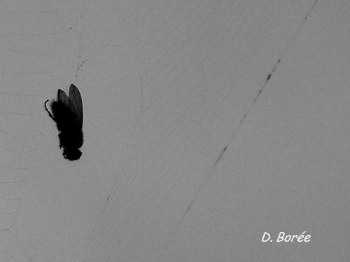 Mouche toile2