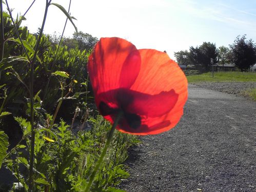 Coquelicot63