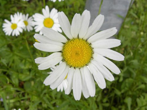 Marguerite9