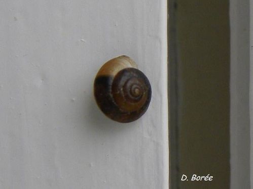 Escargot hiver01