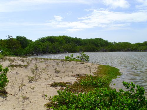 Une des trois mangroves sur Terre de Bas