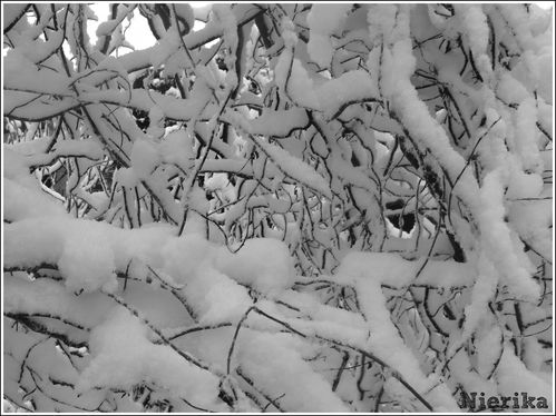 branche sous la neige