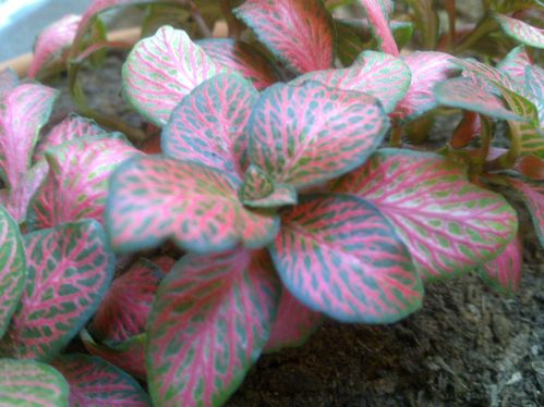 plante verte nervure rose
